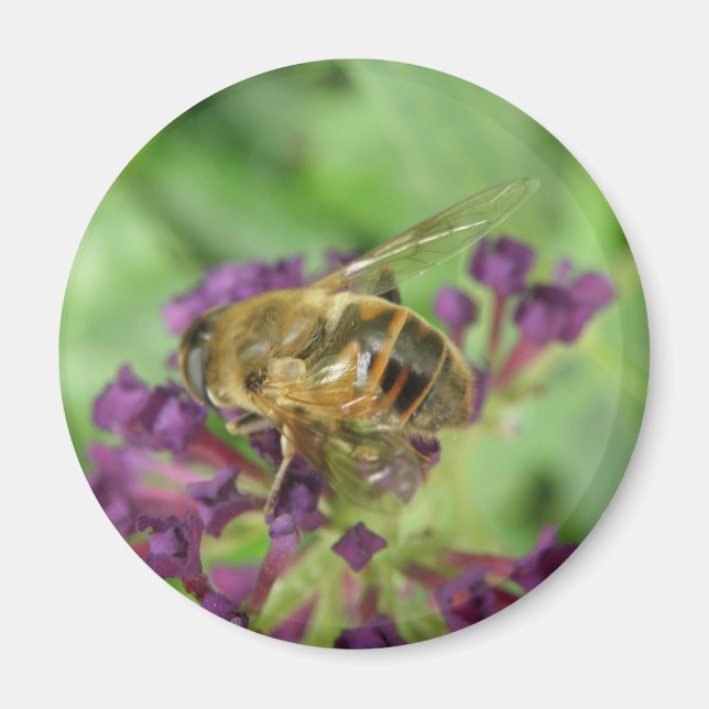 Aimant Abeille de miel et fleur violette (Devant)