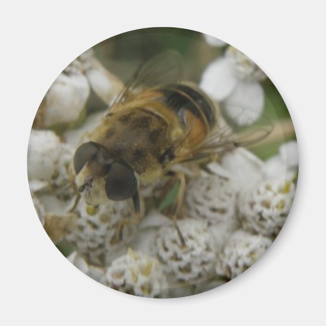 Aimant Abeille de miel et l'aimant des fleurs (Devant)