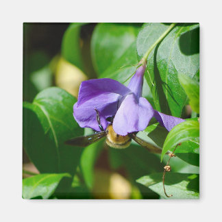 Aimant Abeille occupée