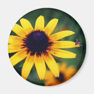Aimant Abeille sur fleur de Susan aux yeux noirs Nature