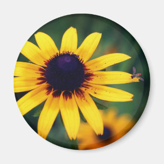 Aimant Abeille sur fleur de Susan aux yeux noirs Nature