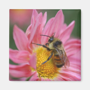 Aimant Abeille sur l'aimant rose de photo de fleur de