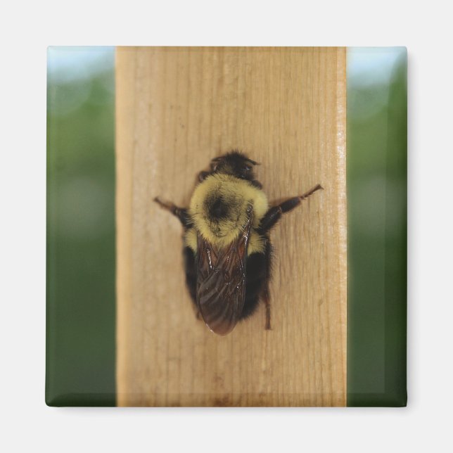 Aimant Abeille-zilla (Devant)