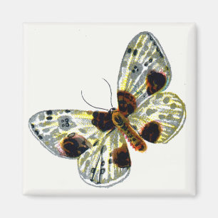 Aimant Abraxas sylvata - La papillon de papillon