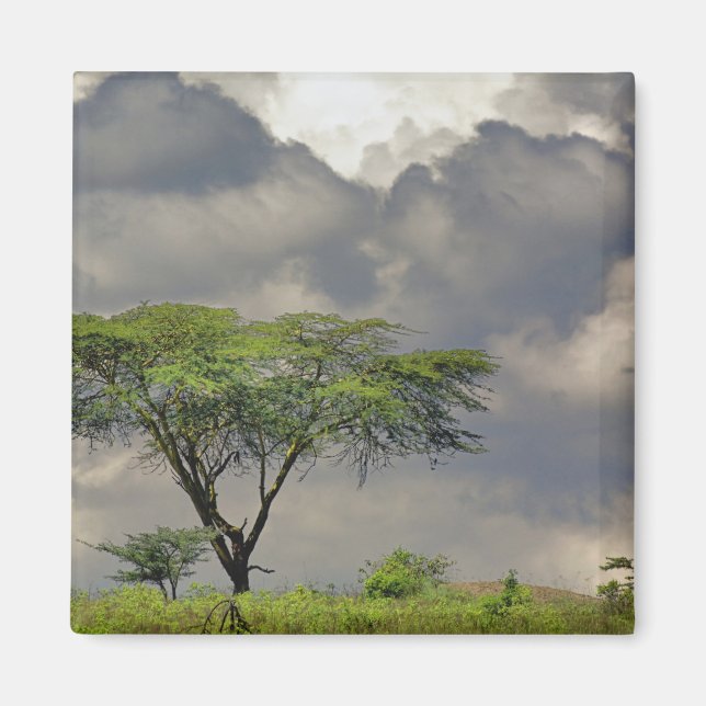 Aimant Acacia tortilis, Acacia tortilis, et 2 (Devant)