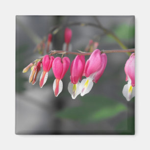 Aimant accrochant de coeurs