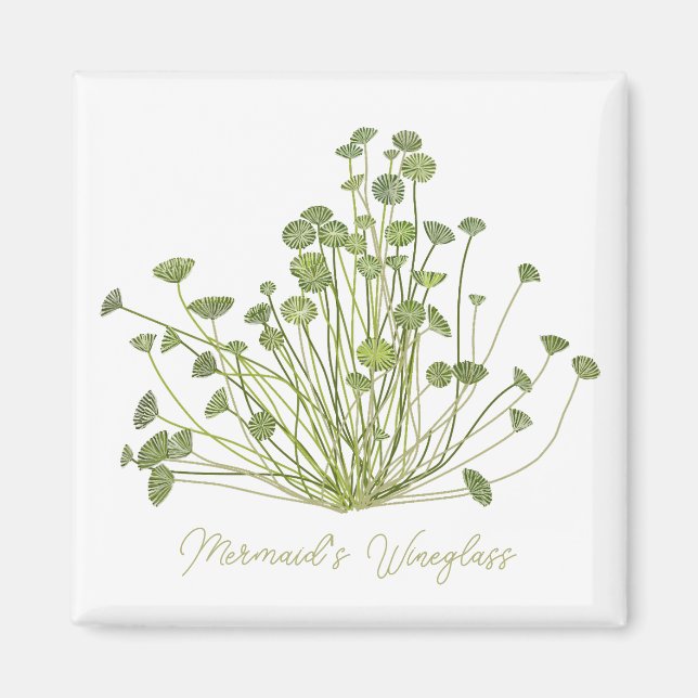 Aimant Acetabularia Algues marines Carré (Devant)