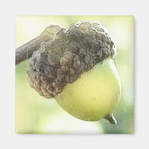 Aimant Acorn
