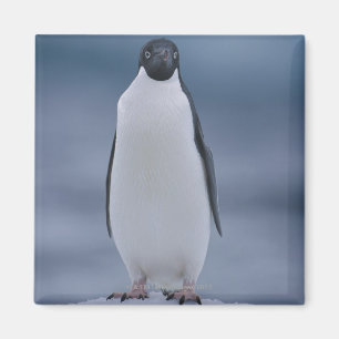 Aimant Adelie Penguin sur la glace