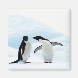 Aimant Adelie Penguins