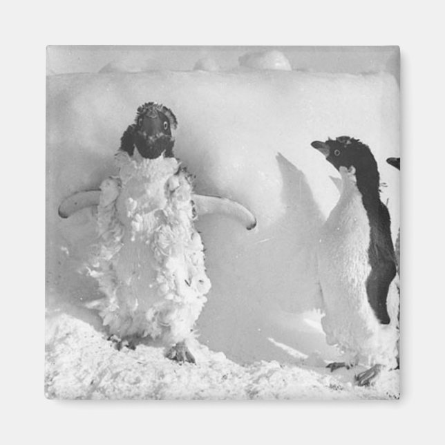 Aimant Adeliemanchot (Devant)