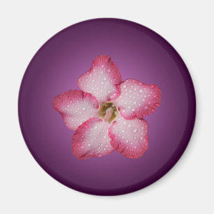 Aimant Adénium Fleur Rose Flore Dégradé Violet