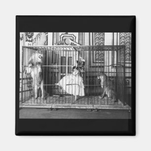 Aimant Adgie et ses Lions Formés1897