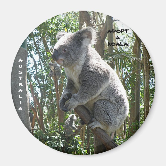 Aimant Adoptez un koala Australie ZIZZAGO (Devant)