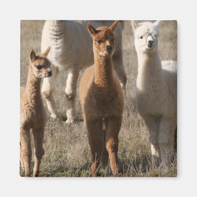 Aimant Adorable Alpacas (Devant)