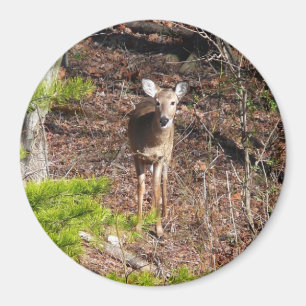 Aimant Adorable Cerf dans les Bois Photographie de la nat