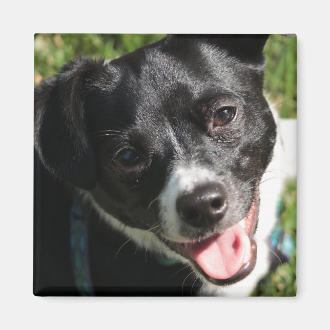 Aimant Adorable Chorkie Puppy (Devant)