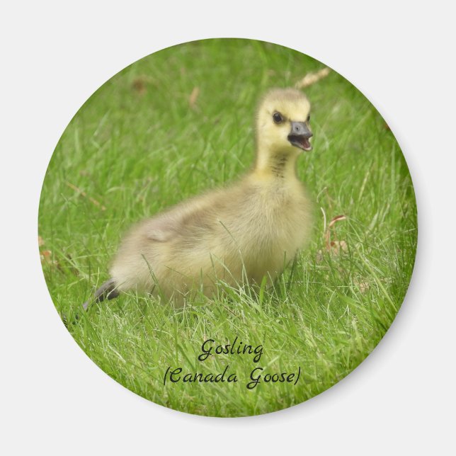 Aimant Adorable Fluffy Gosling (canada goose) (Devant)