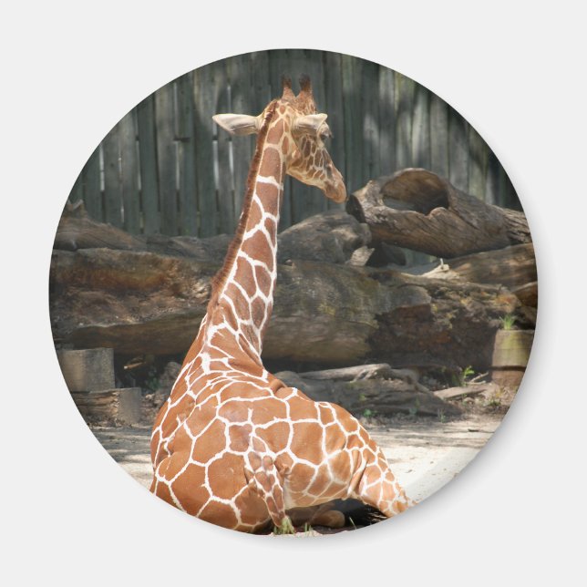 Aimant adorable Giraffe assise (Devant)