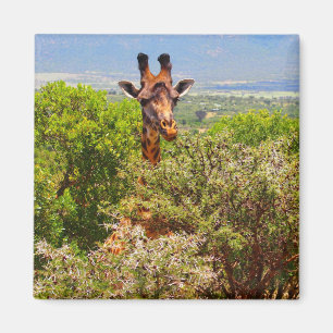 Aimant Adorable Giraffe Poking His Head Above The Trees