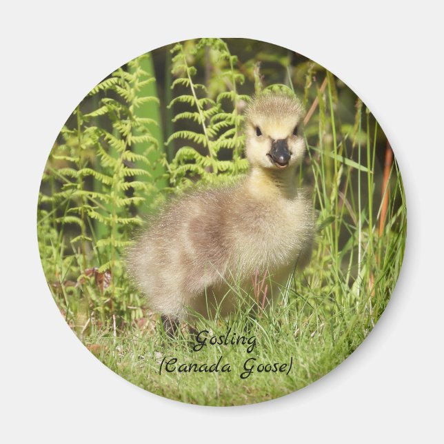 Aimant Adorable Gosling (canada goose) baby (Devant)