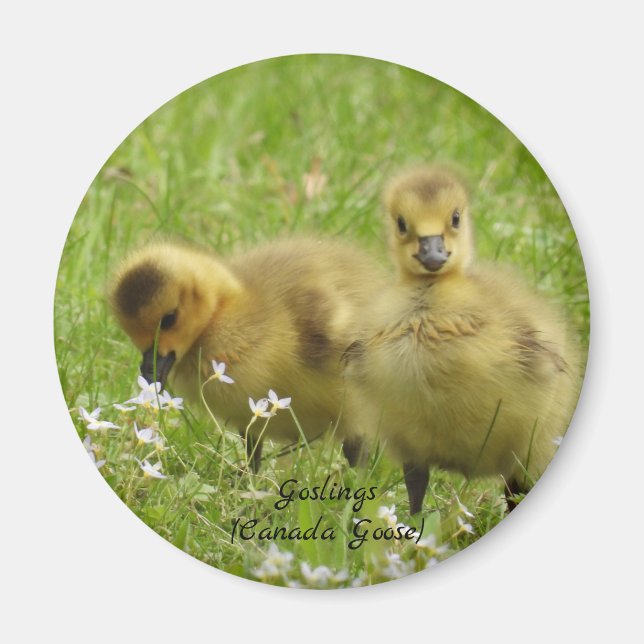 Aimant Adorable Goslings (canada goose) (Devant)