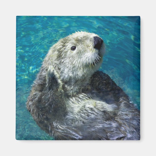 Aimant Adorable Otter de mer Mignonne Eau Bleue (Devant)