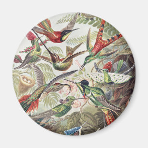 Aimant Affiche vintage colorée d'Ernst Haeckel sur les co