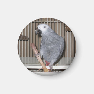 Aimant African Grey Parrot mangeant un os de poulet