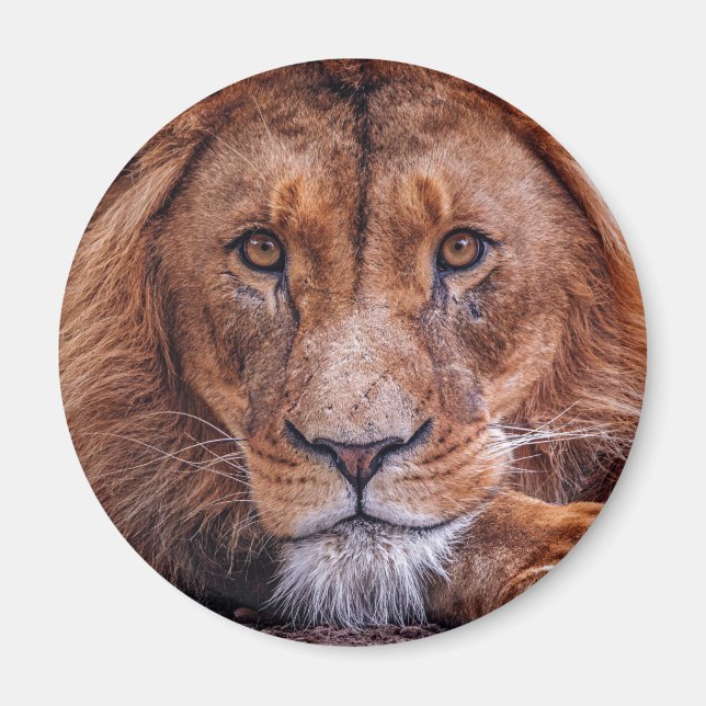 Aimant African Lion (Devant)