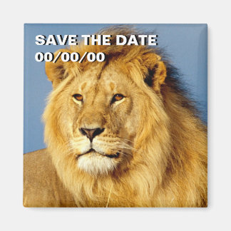 Aimant African Lion 2 Save-the-Date