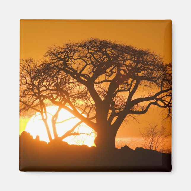 Aimant Afrique, Botswana, Coucher de soleil silhouette Ba (Devant)