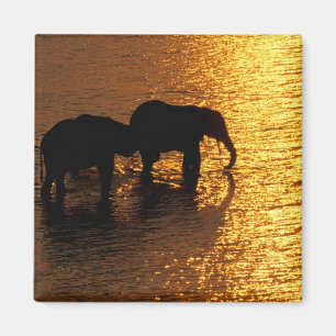 Aimant Afrique, Botswana, delta de l'Okavango. Africain