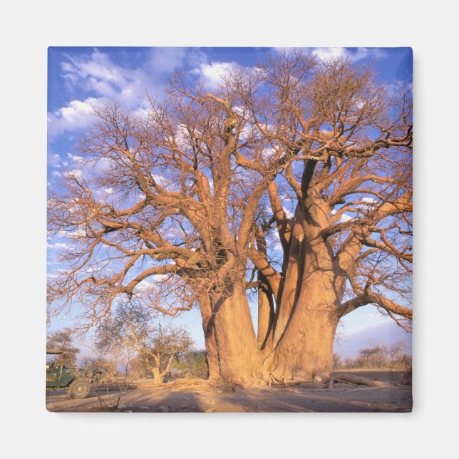 Aimant Afrique, Botswana, delta de l'Okavango. Baobab (Devant)