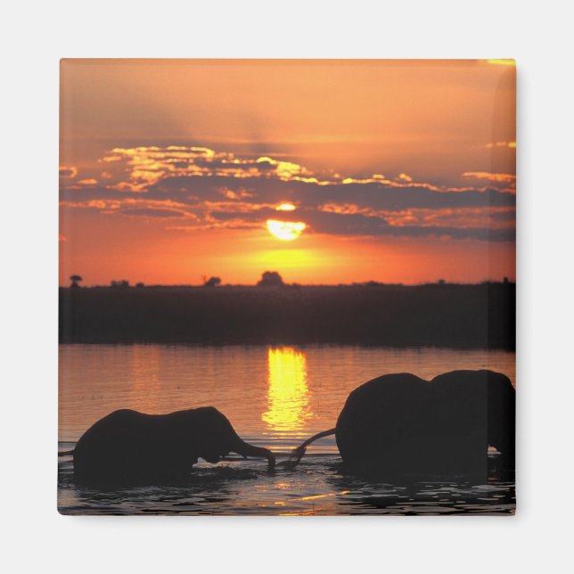 Aimant Afrique, Botswana, Parc national de Chobe, Herd (Devant)