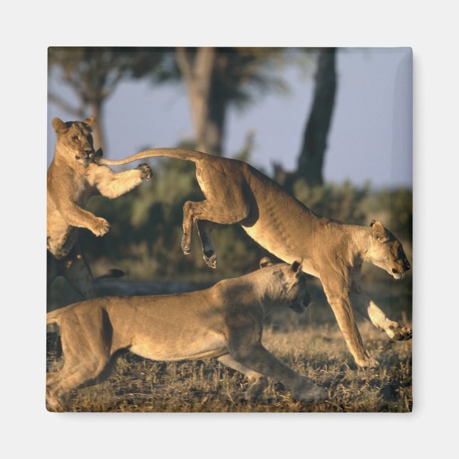 Aimant Afrique, Botswana, Parc national de Chobe, Lionnes (Devant)