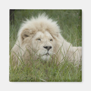 Aimant Afrique du Sud, East London, Inkwenkwezi Private