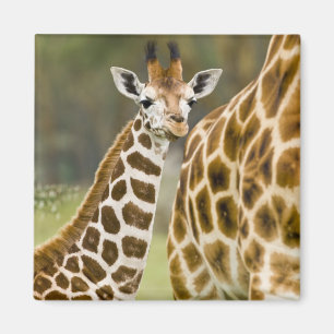 Aimant Afrique. Kenya. Girafe de Rothschild bébé