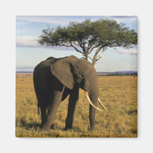 Aimant Afrique, Kenya, Maasai Mara. Un éléphant dans le