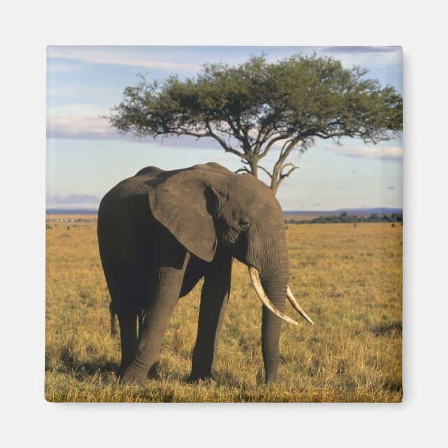 Aimant Afrique, Kenya, Maasai Mara. Un éléphant dans le (Devant)