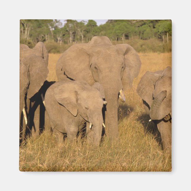 Aimant Afrique, Kenya, Masai Mara. Éléphant d'Afrique (Devant)