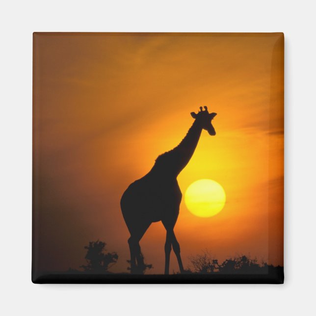 Aimant Afrique, Kenya, Masai Mara. Girafe (Giraffa (Devant)
