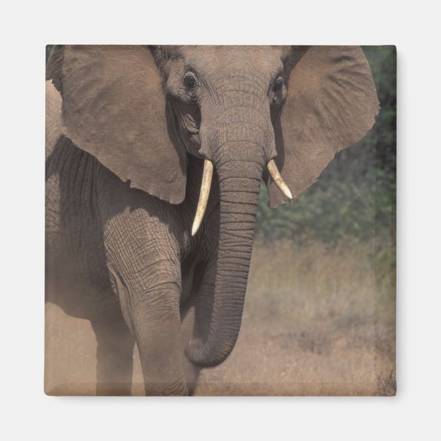 Aimant Afrique, Kenya, Nanyuki, Mpala. Éléphant d'Afrique (Devant)