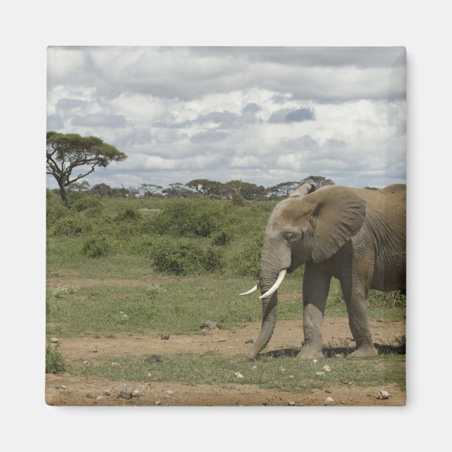 Aimant Afrique, Kenya, Parc national d'Amboseli, éléphant (Devant)