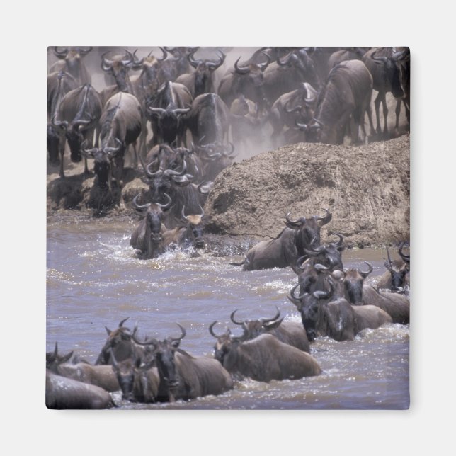 Aimant Afrique, Kenya, Parc national Masai Mara. (Devant)