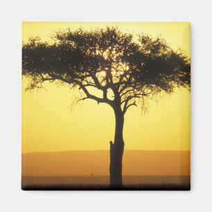 Aimant Afrique, Kenya, Réserve de gibier Masai Mara, Leve