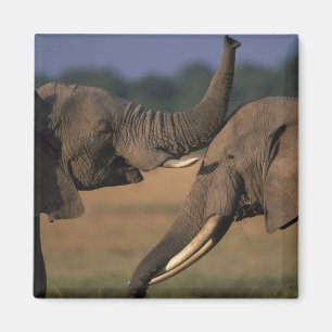 Aimant Afrique, Kenya, Réserve de Masai Mara, Deux Taurea