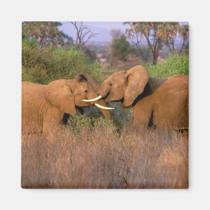 Aimant Afrique, Kenya, Samburu. Défi de l'éléphant