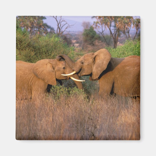Aimant Afrique, Kenya, Samburu. Défi de l'éléphant (Devant)