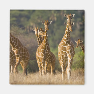 Aimant Afrique. Kenya. Troupeau de girafes réticulées